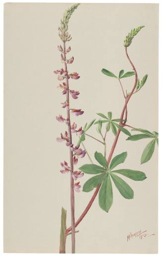 Lupinus Microcarpus-Lupin Var. Latifolius