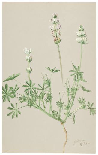 Lupinus Microcarpus-Lupin