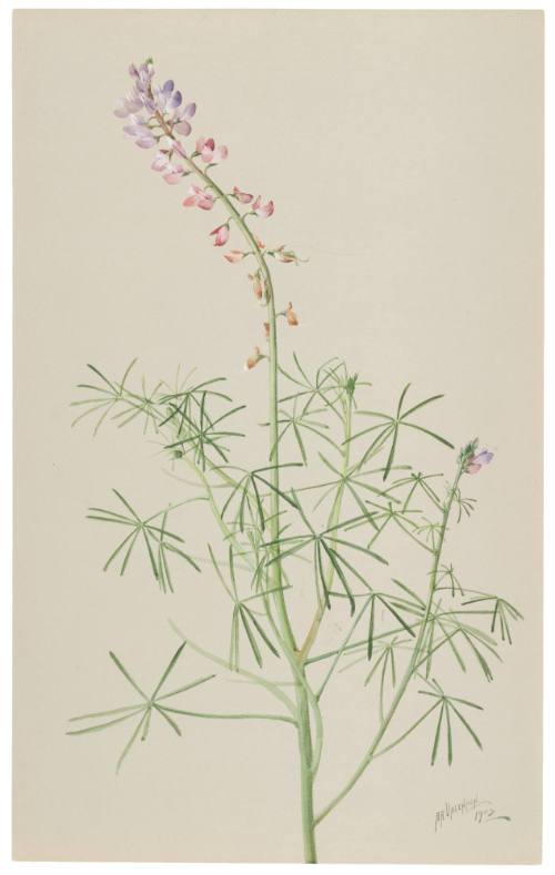 Lupinus Leptophyllus-Lupin