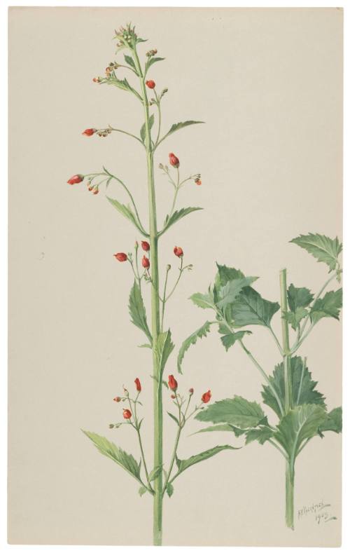 Scrophularia Californica