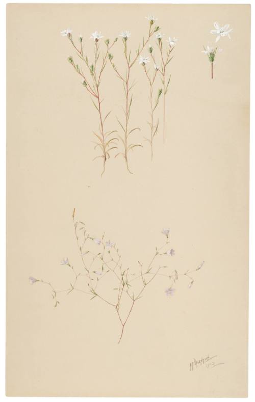 Hemizonia Tenella and Gilia Pusilla