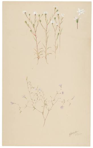 Hemizonia Tenella and Gilia Pusilla