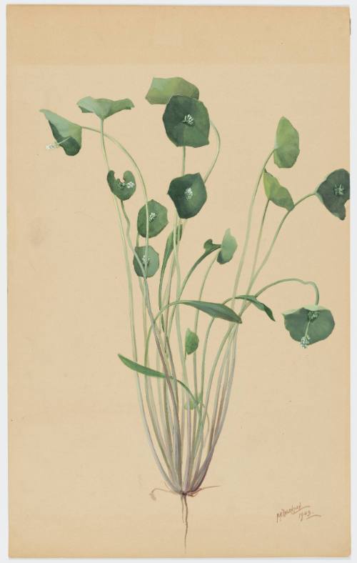 Claytonia Prefoliata