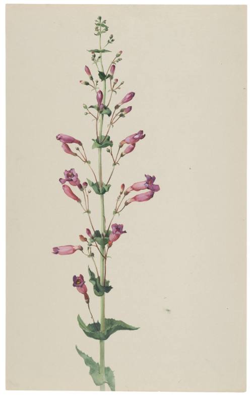 Pentstemon Spectabilis