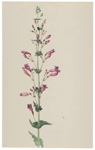 Pentstemon Spectabilis