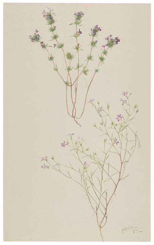 Pogogyne Nudiuscula and Gilia