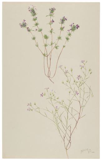 Pogogyne Nudiuscula and Gilia