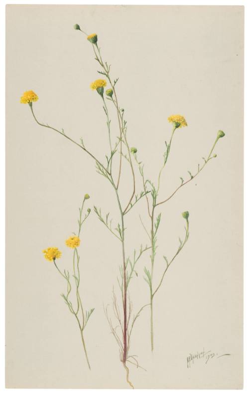 Chaenactis Tennifolia