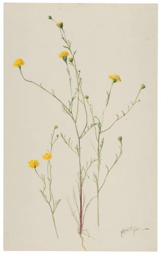 Chaenactis Tennifolia