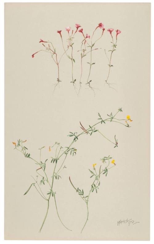 Mimulus Palmeri and Hosackia Strigosa