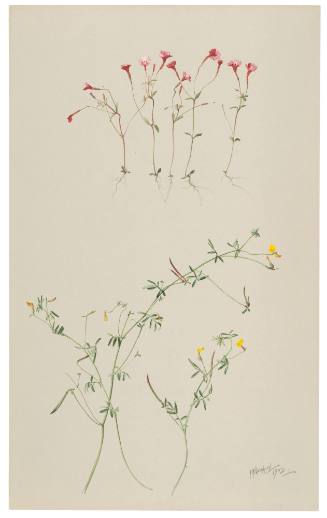 Mimulus Palmeri and Hosackia Strigosa