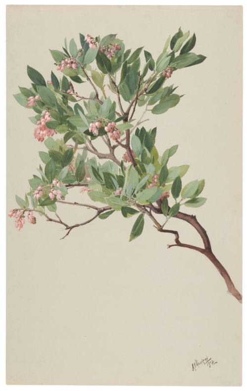 Arctostophylos Pungens