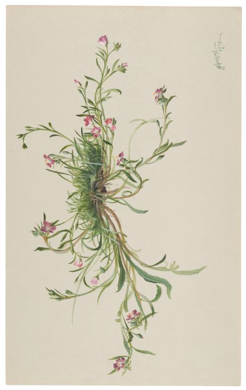 Calandrinia Caulescens