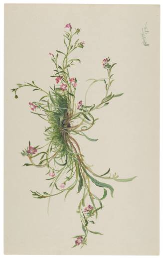 Calandrinia Caulescens