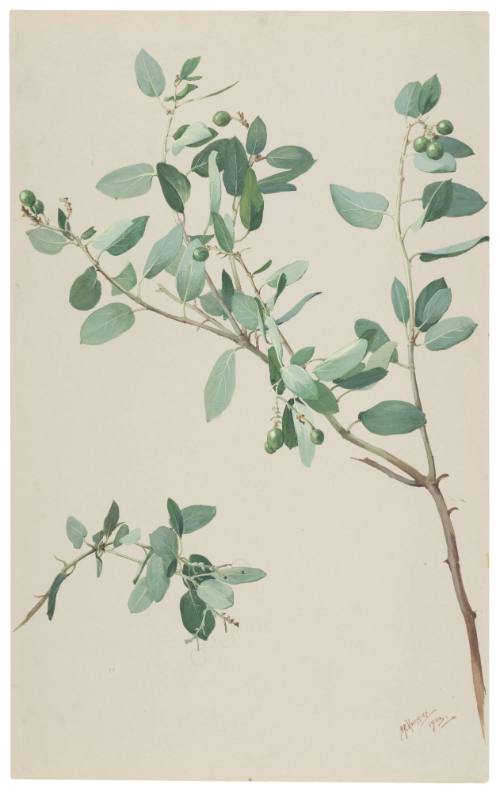 Arctostophylos Glauca