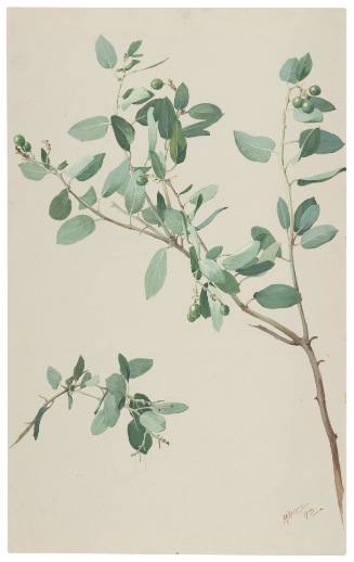 Arctostophylos Glauca