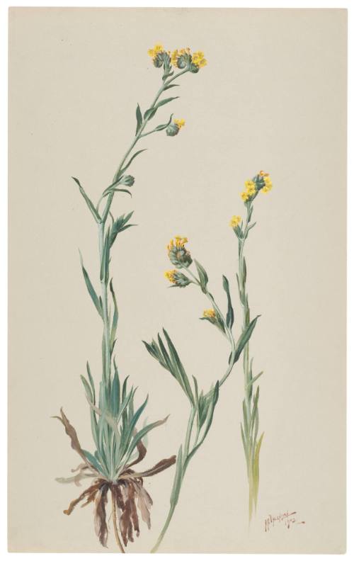 Amsinckia Intermedia