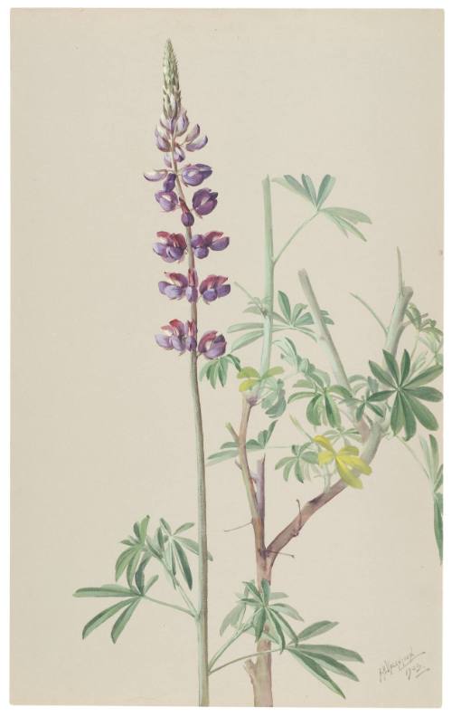 Lupin-Lupinus Albicaulis-Var. Bridgesii