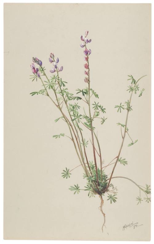 Lupinus Truncatus-Lupin