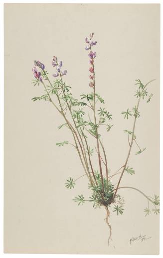 Lupinus Truncatus-Lupin