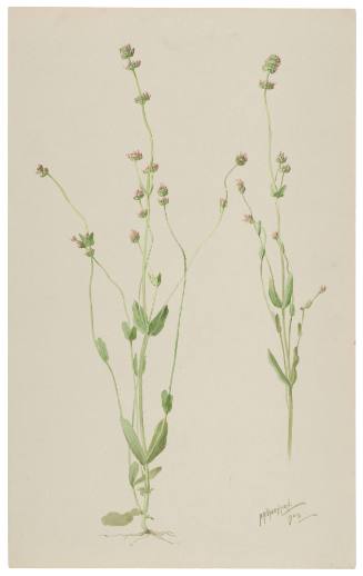 Valerianella Congesta