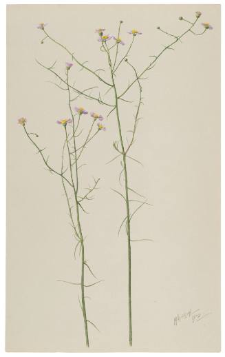 Erigeron Foliosus Stenophyllus