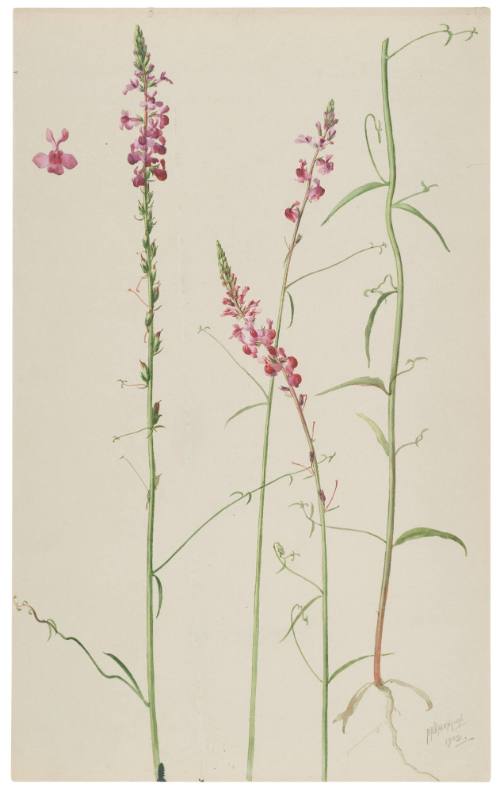 Antirrhinum Coulterianum