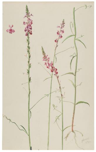 Antirrhinum Coulterianum
