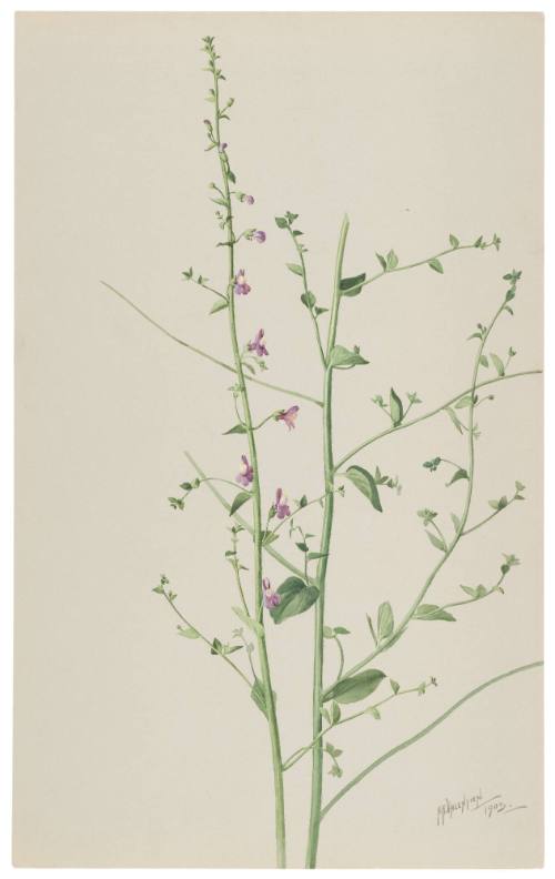 Antirrhinum Nattallianum