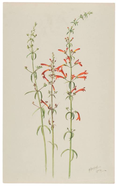 Penstemon Terntus