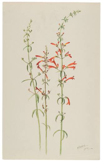 Penstemon Terntus