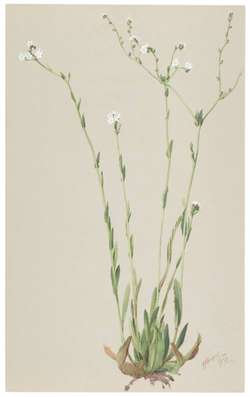 Playiobothus Arizonicus