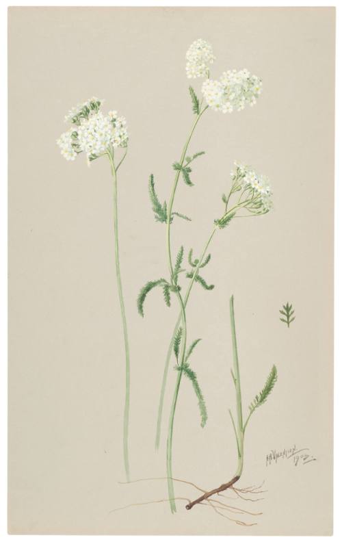 Achiellea Millefolium