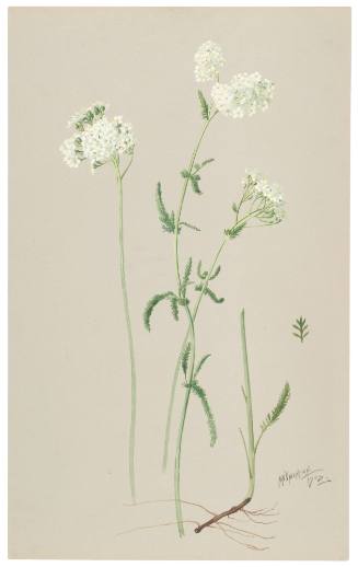 Achiellea Millefolium