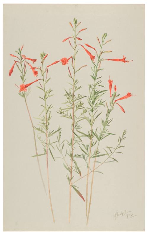 Zauschneria Californica