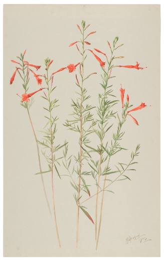 Zauschneria Californica