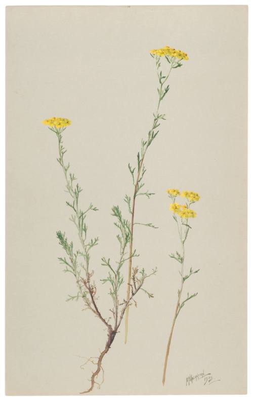 Eriophyllum Confertum