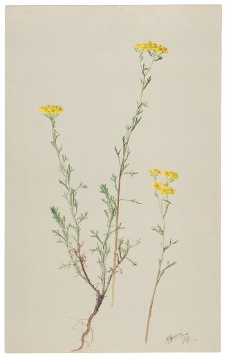 Eriophyllum Confertum
