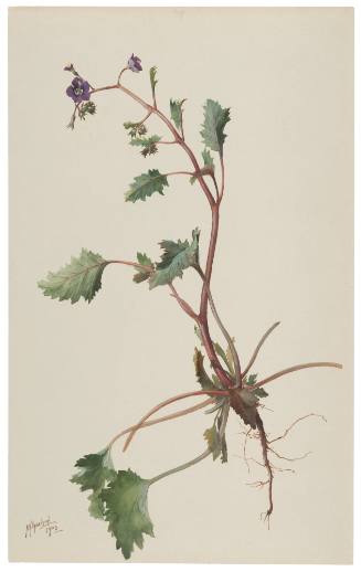 Phacelia Parryi-Phacelia