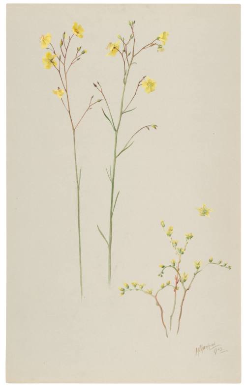 Helianthemum Alversonii and Sedum Variegatum