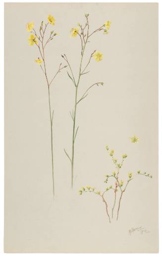 Helianthemum Alversonii and Sedum Variegatum