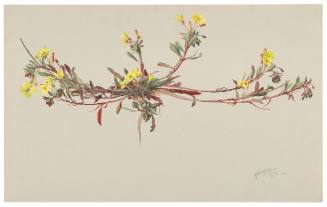 Onethera Bistoria-Var. Veitchiana