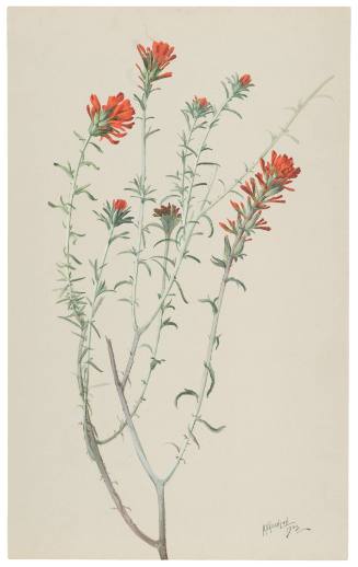Castilleia Foliolosa