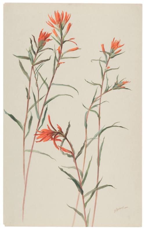 Castilleia Linariaefolia