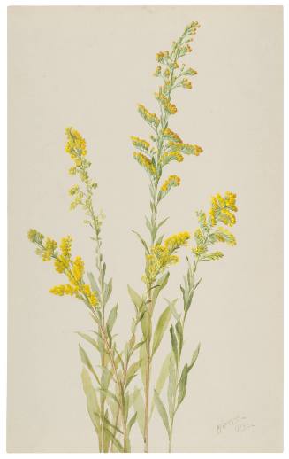 Solidago Confis