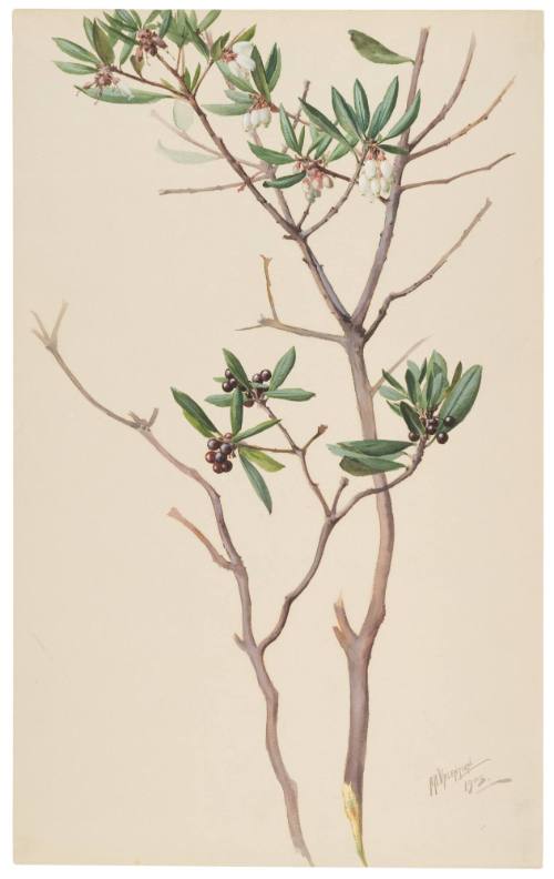 Arctostosphylos Bicolor