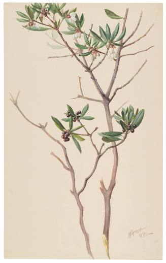 Arctostosphylos Bicolor