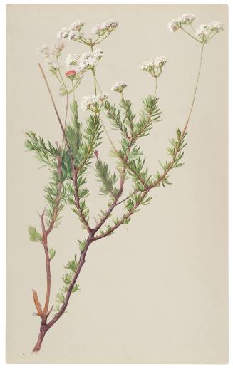 Eriogonum Fasciculatum