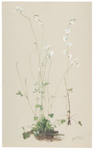 Tellima Cymbalaria and Tellima Heterophylla