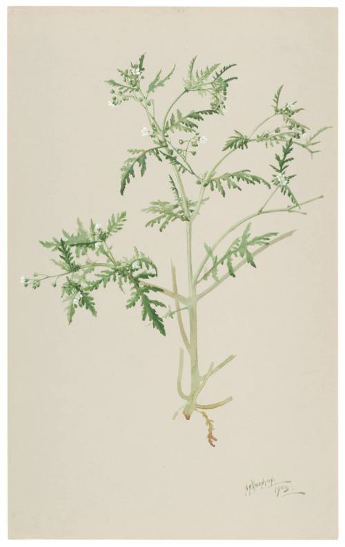 Ellisia Chrysanthemifolia